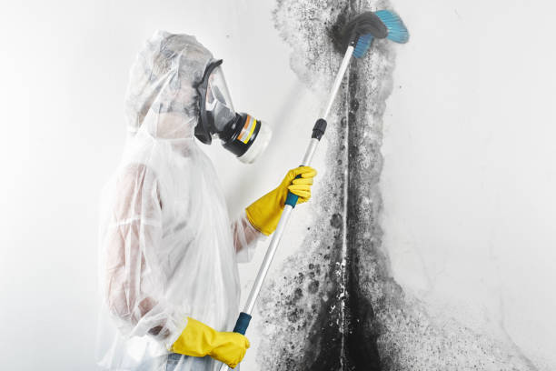 Best Mold Prevention Services  in Broadview Heights, OH