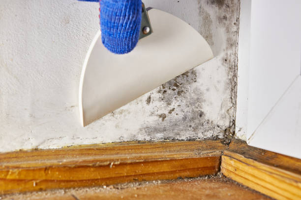 Best Mold Odor Removal Services  in Broadview Heights, OH